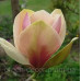 Магнолія brooklynensis 'Woodsman' (Magnolia brooklynensis 'Woodsman') — 70-100, C5