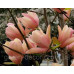 Магнолія 'Coral Lake' (Magnolia 'Coral Lake') — 60-90, C5/C7,5