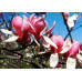 Магнолія 'Deep Purple Dream' (Magnolia 'Deep Purple Dream') — 70-100, C7,5