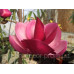 Магнолія 'Frank's Masterpiece' (Magnolia 'Frank's Masterpiece') — 100-150, C7,5