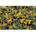 Ялівець лускатий 'Floreant' (Juniperus squamata 'Floreant') — 20-30 см, C3