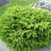 Ялина звичайна 'Nidiformis' (Picea abies 'Nidiformis') — 15-25 см, C3/P16