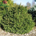 Ялина звичайна 'Ohlendorffii' (Picea abies 'Ohlendorffii') — 20-25 см, C2