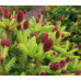 Ялина звичайна 'Pusch' (Picea abies 'Pusch') — 10-20 см, C2/P14