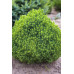 Ялина сиза 'Alberta Globe' (Picea glauca 'Alberta Globe') — 10-20 см, C2