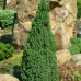 Ялина сиза 'Conica' (Picea glauca 'Conica') — 50-70 см, C7,5