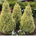 Ялина канадська 'Daisy's White' Picea glauca 'Daisy's White' h 40-60 см, C7,5