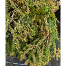 Кипарисовик дворядний Конторта Taxodium distichum ‚Contorta‘ /h50
