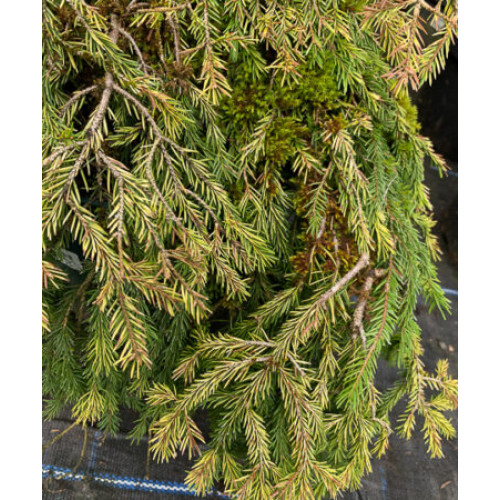 Кипарисовик дворядний Конторта Taxodium distichum ‚Contorta‘ /h50 Кипарисовик дворядний Конторта Taxodium distichum ‚Contorta‘ /h50
