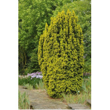 Тис ягідний 'Давід' Taxus david / h 65-90