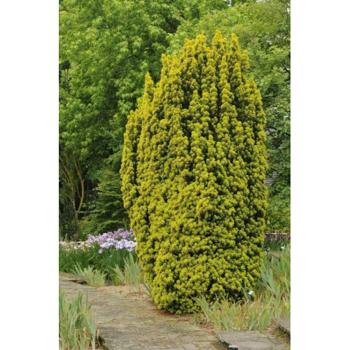 Тис ягідний 'Давід' Taxus david / h 65-90 Тис ягідний 'Давід' Taxus david / h 65-90