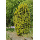 Тис ягідний 'Давід' Taxus david / h 65-90