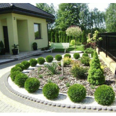 Туя Даніка Thuja occidentalis Danica /h20