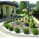 Туя західна 'Danica' Thuja occidentalis 'Danica' h 25-35 см, C3