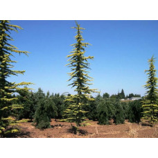 Кедр ліванський Атлантіка Аурея  Cedrus libani Atlantica Áurea h 90-100