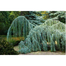 Кедр Атласский Глаука Пендула Cedrus libani ’ Atlantica Glauca Pendula’ /h90