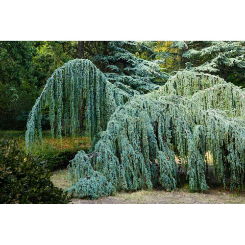 Кедр Атласский Глаука Пендула Cedrus libani ’ Atlantica Glauca Pendula’ /h90 Кедр Атласский Глаука Пендула Cedrus libani ’ Atlantica Glauca Pendula’ /h90