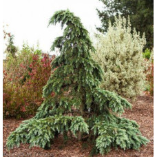 Cedrus Deod Divinili Blue Кедр гімалайський 