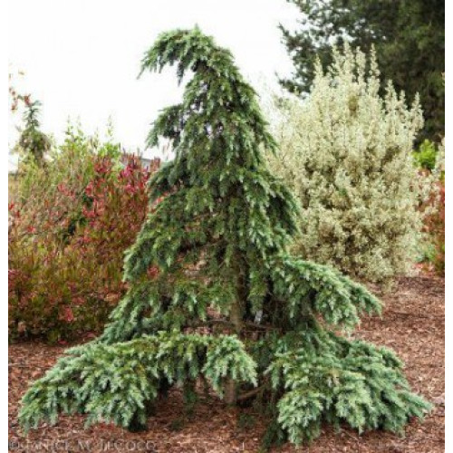 Cedrus Deod Divinili Blue Кедр гімалайський Cedrus Deod Divinili Blue Кедр гімалайський