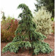 Cedrus Deod Divinili Blue Кедр гімалайський 