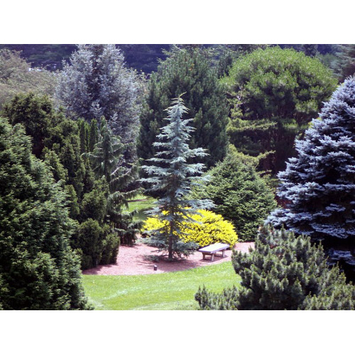 Cedrus deod Eisregen Кедр гімалайський Cedrus deod Eisregen Кедр гімалайський