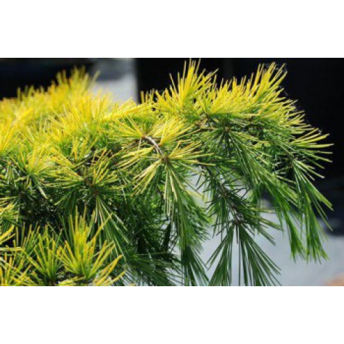 Cedrus deodara Feeling Sunny Кедр гімалайський Cedrus deodara Feeling Sunny Кедр гімалайський