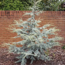Кедр ліванський Хорстман  Cedrus libani Horstmann h 100-125
